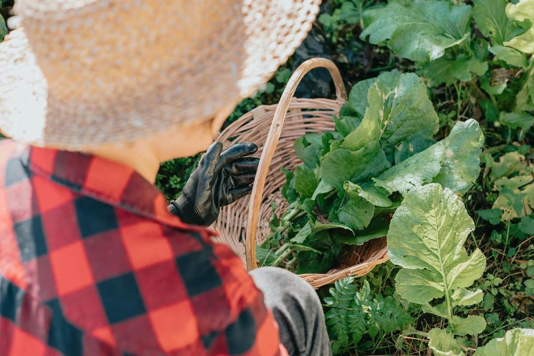 Farmer harvesting leafy greens highlights the benefits of local sourcing for food businesses and sustainable practices.