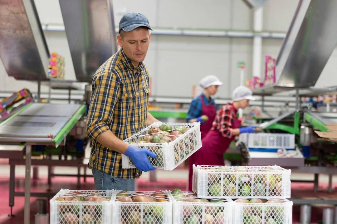 Workers sorting and packing fresh produce at a facility, representing restaurant food suppliers operations.